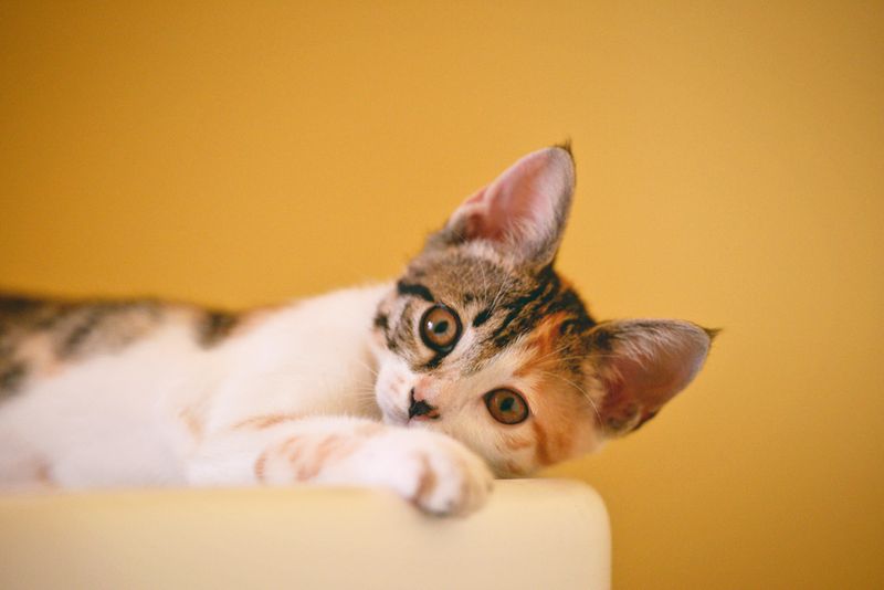 Happy pet